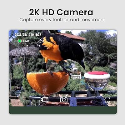 Smart Bird Feeder with Camera Solar Powered, 2K HD Video, AI Bird Species Identification, Instant Arrival Ale… — view 3
