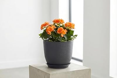 8 Inch Plant Pots Set of 4, Plastic Planters with Drainage Holes and Tray, Flower Pots for Indoor Outdoor Pla… — view 3